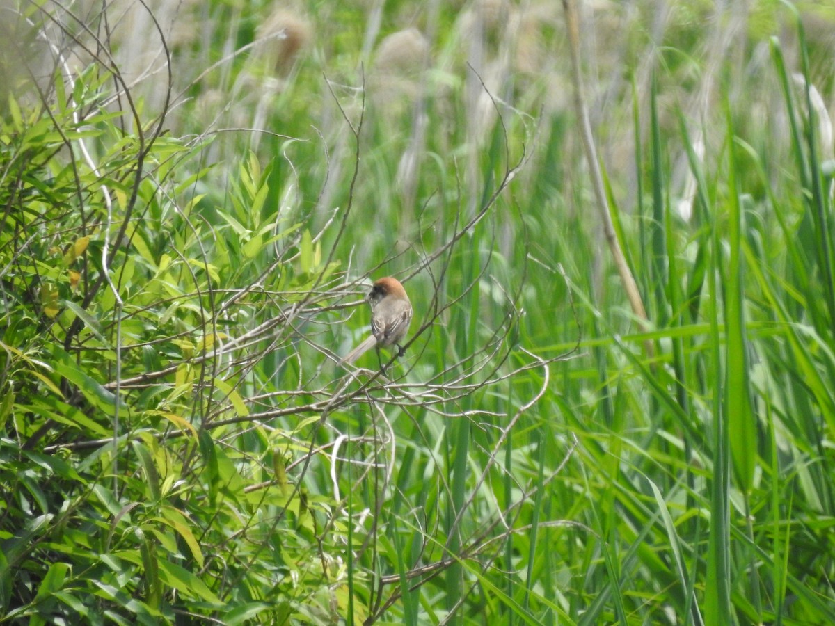 Bull-headed Shrike - ML546657821