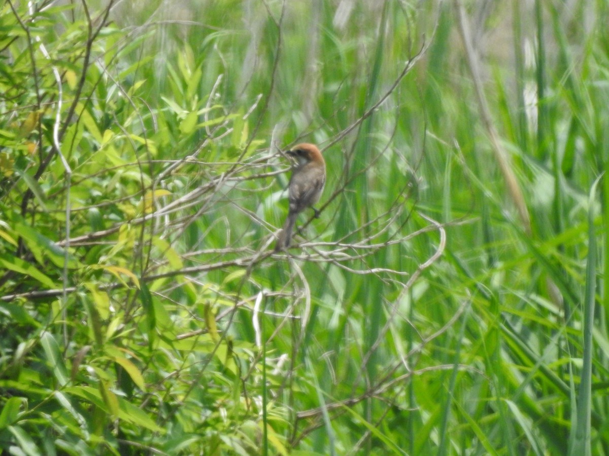 Bull-headed Shrike - ML546657831