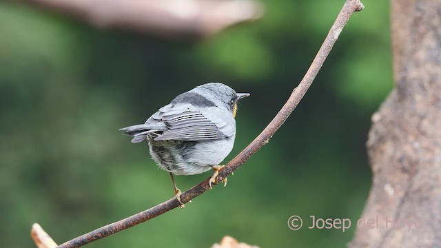 Flame-throated Warbler - ML546658021