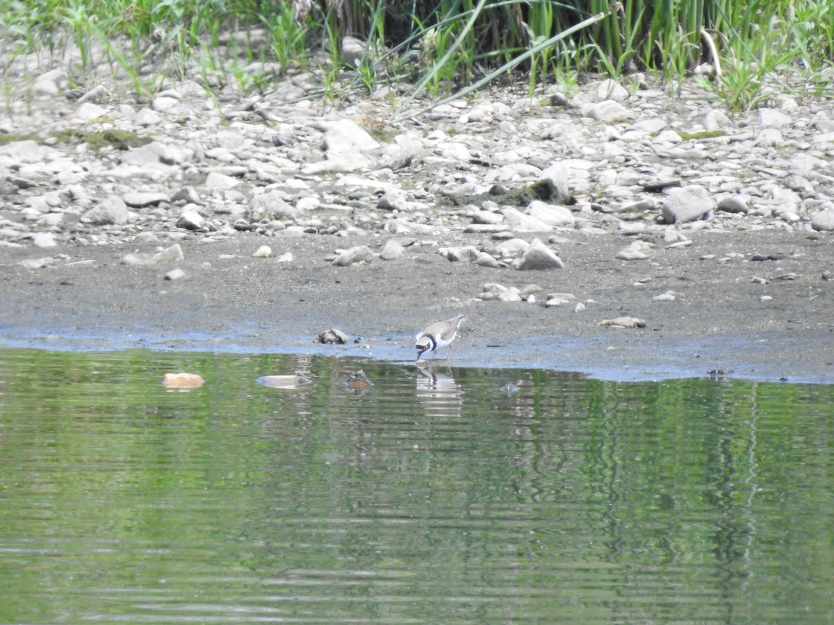 Little Ringed Plover - ML546658031