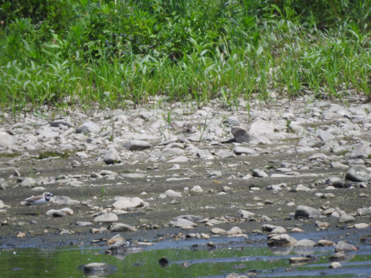 Little Ringed Plover - ML546658041