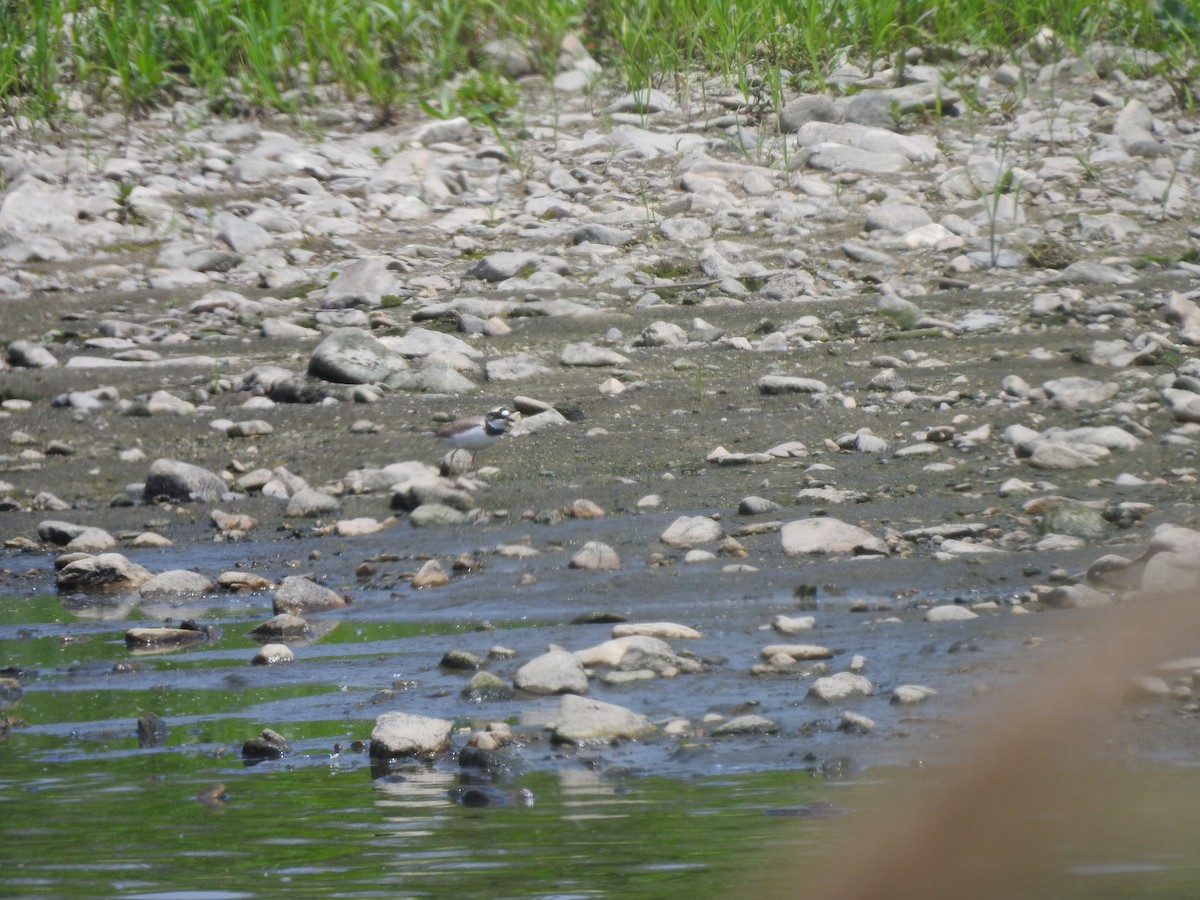 Little Ringed Plover - ML546658051