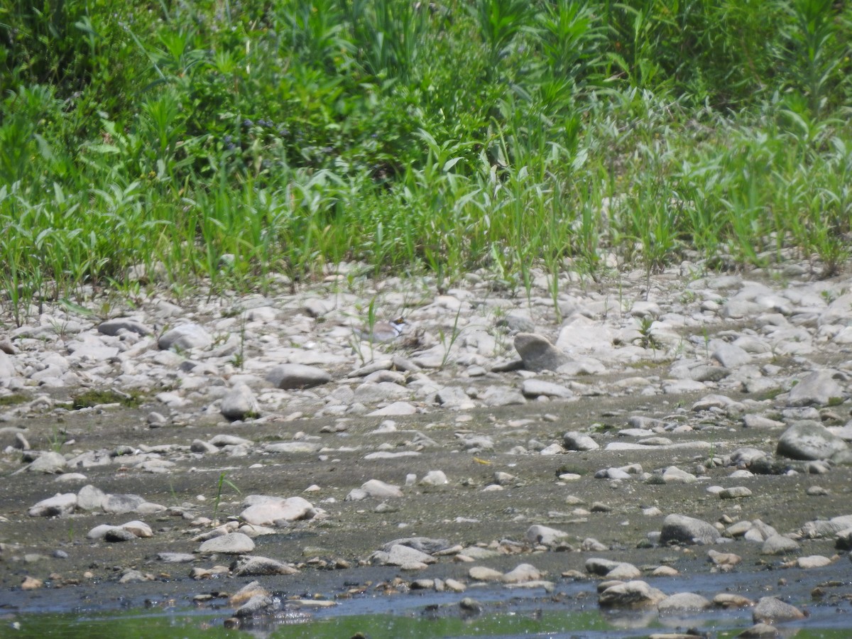 Little Ringed Plover - ML546658061
