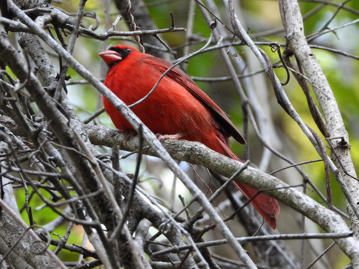 Cardinal rouge - ML546658471