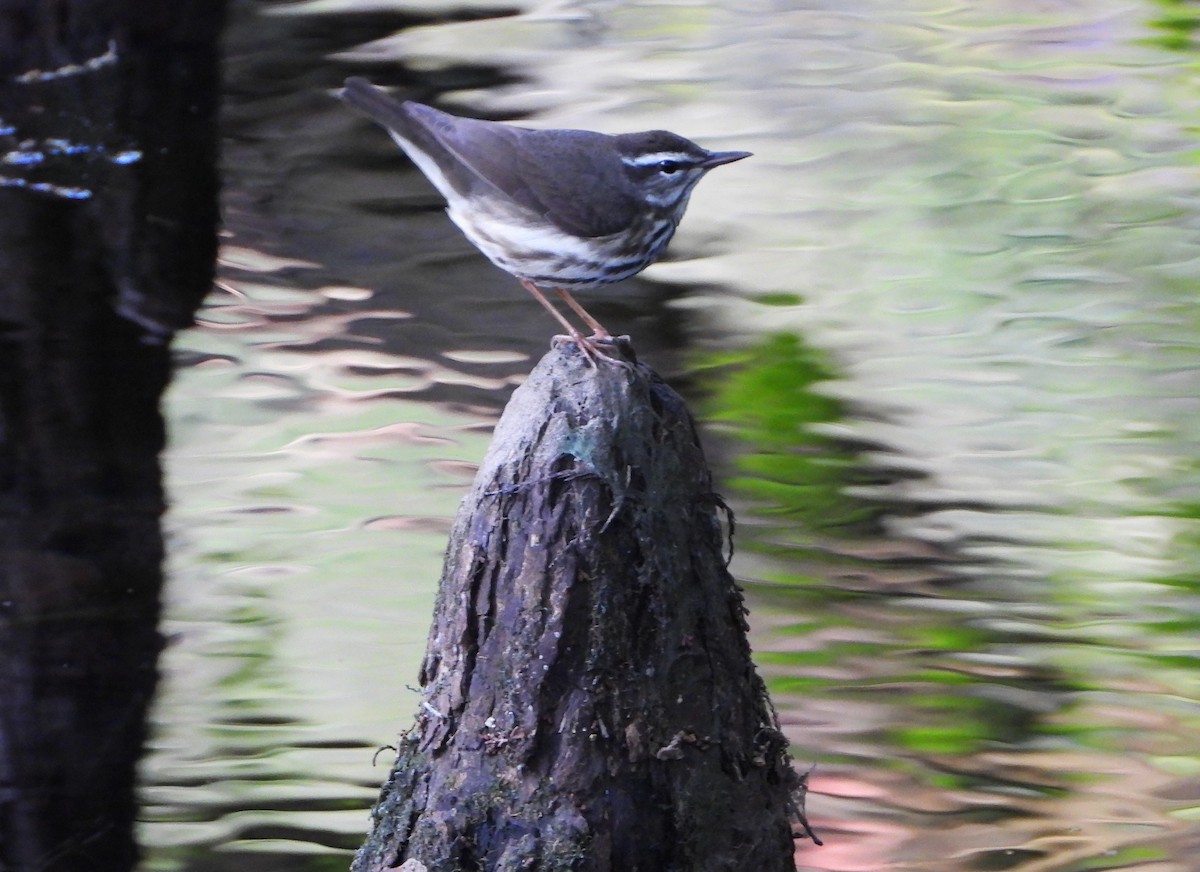 Louisiana Waterthrush - ML546658941