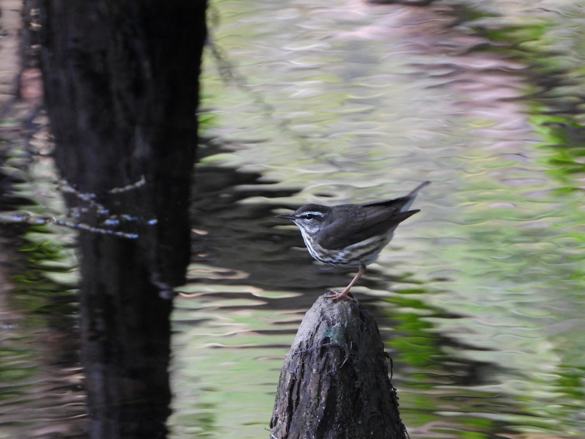 Louisiana Waterthrush - ML546658981