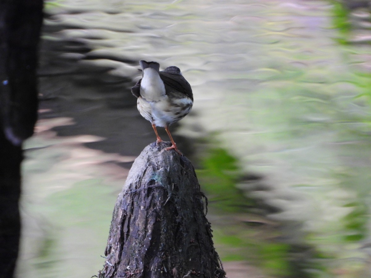 Louisiana Waterthrush - ML546658991