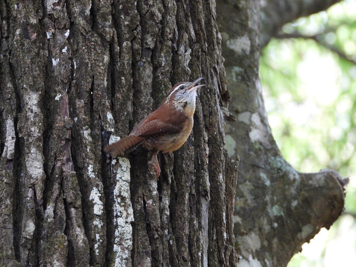 Carolina Wren - ML546659041