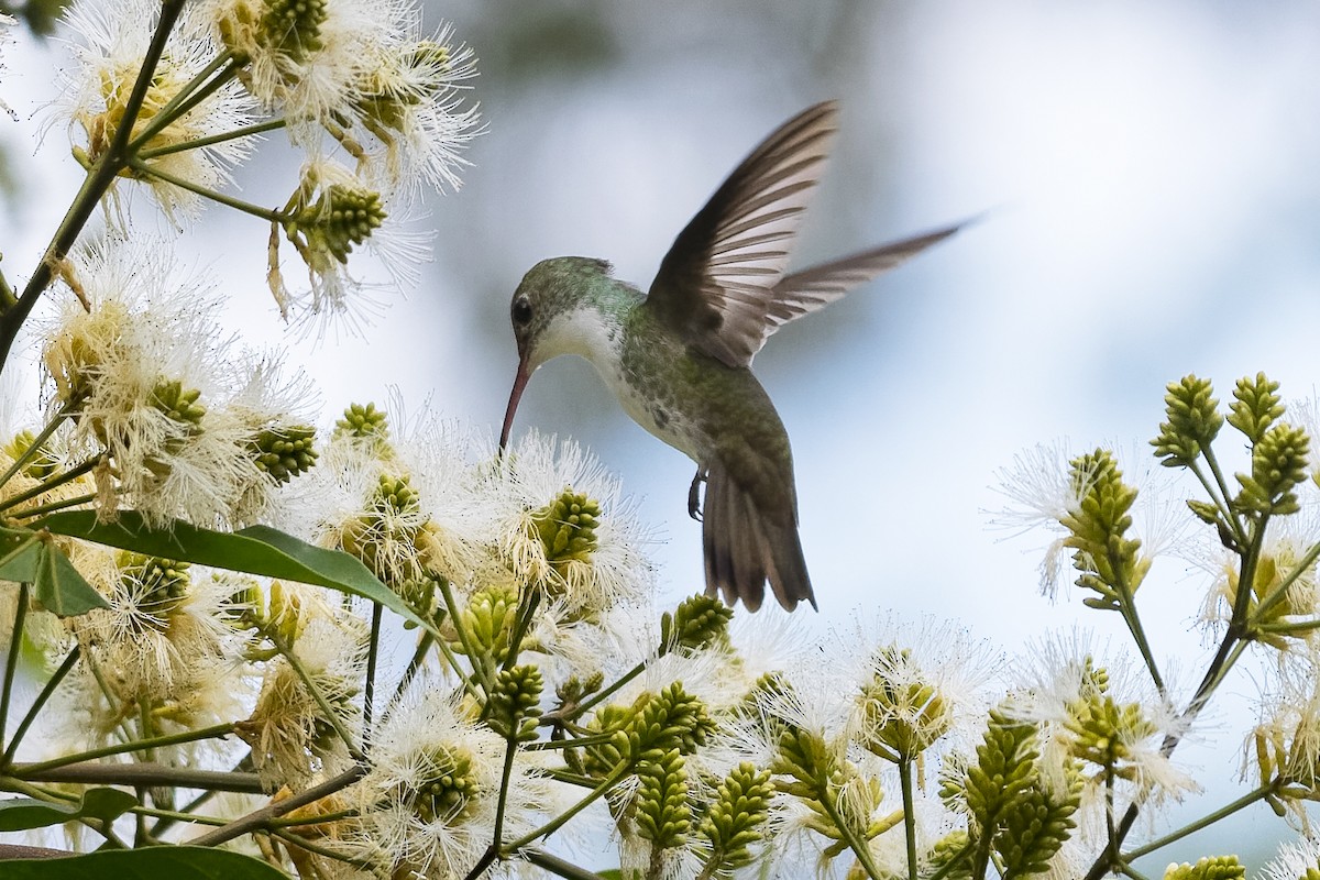 White-bellied Emerald - ML546660091