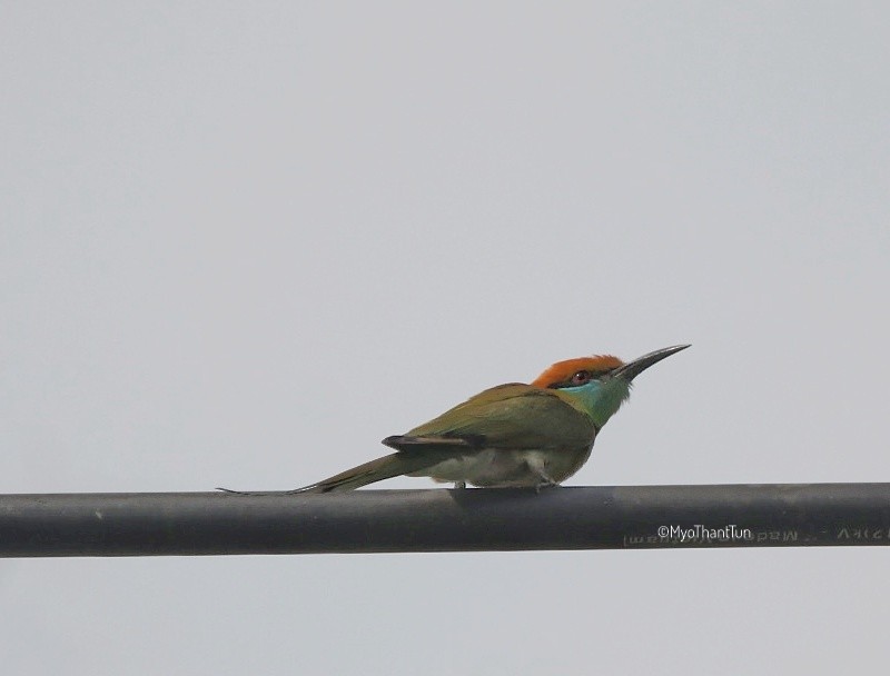 Asian Green Bee-eater - Myo Thant Tun