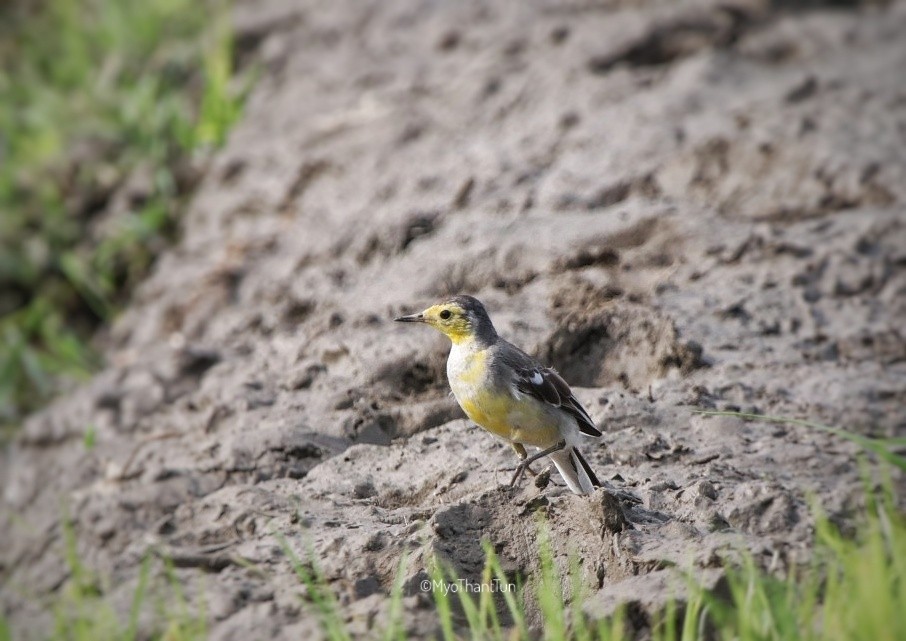 Citrine Wagtail - Myo Thant Tun