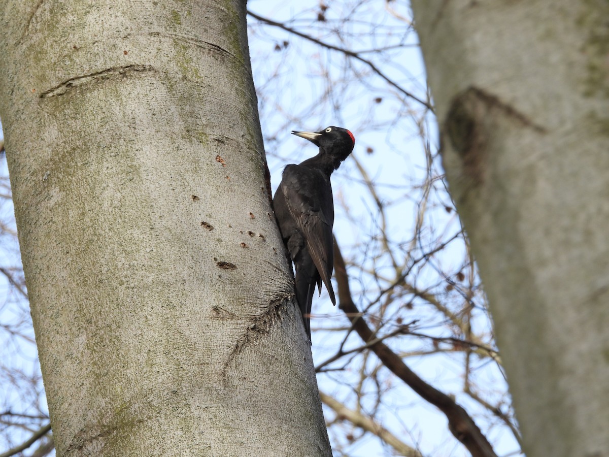 Black Woodpecker - ML546662191