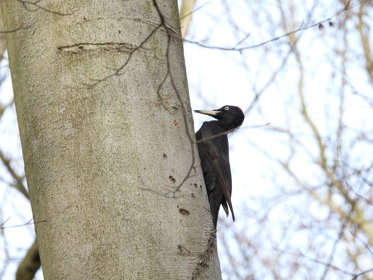 Black Woodpecker - ML546662201