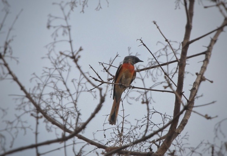 Small Minivet - Myo Thant Tun