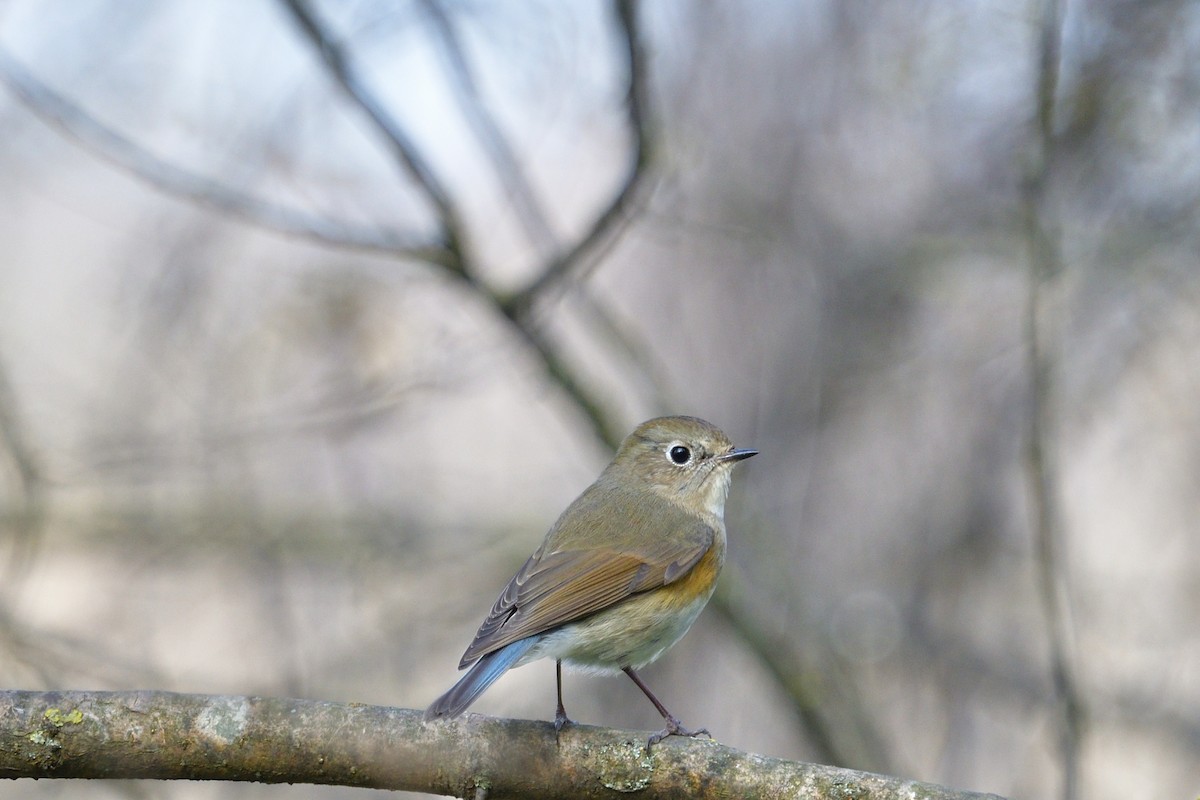 Red-flanked Bluetail - Gabriel Plaiasu