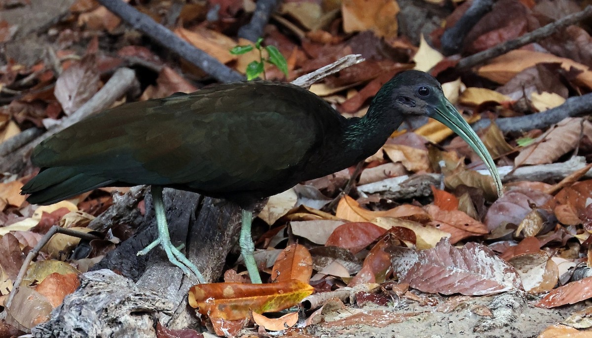 Green Ibis - ML546662761
