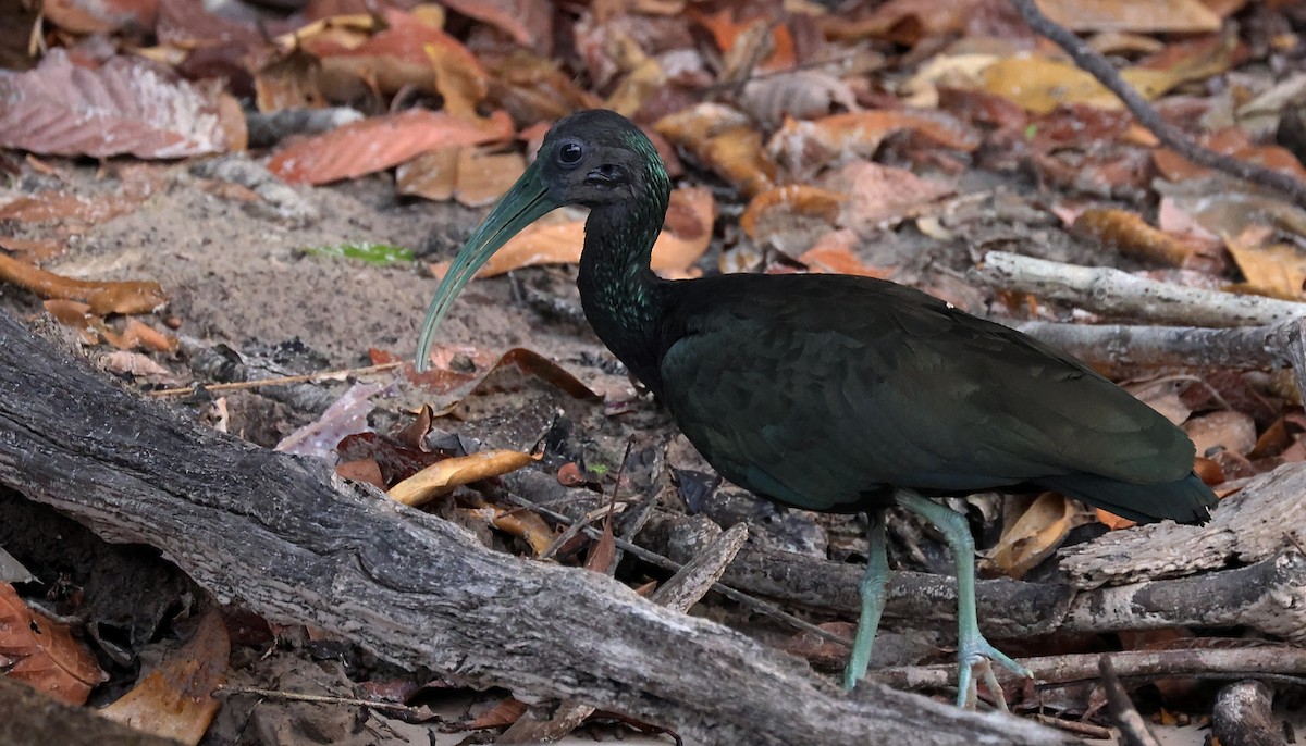 Green Ibis - ML546662791