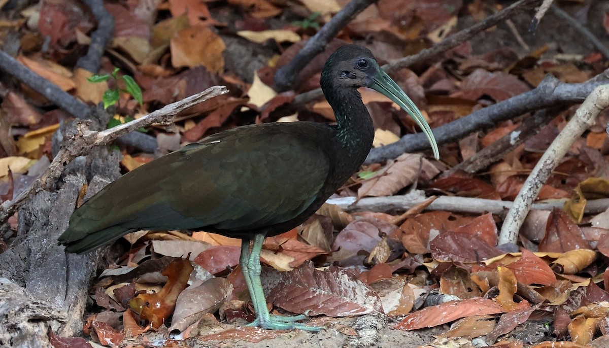 Green Ibis - ML546662801
