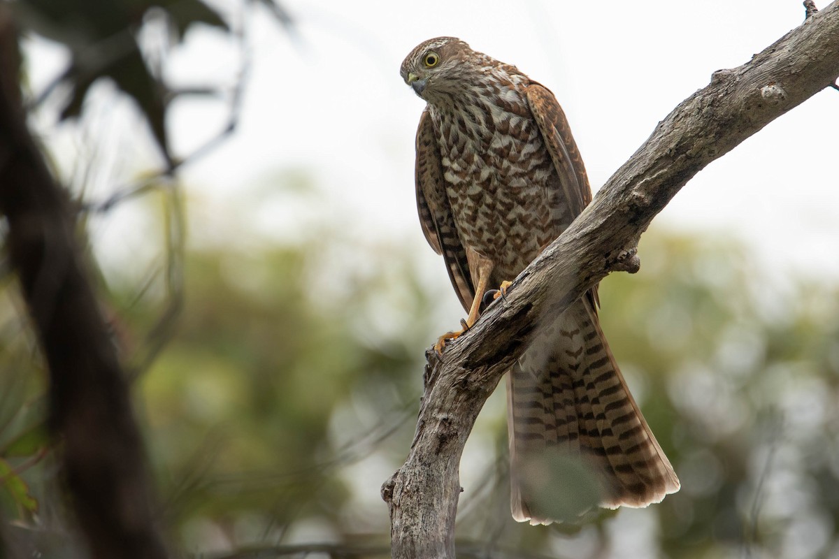 Collared Sparrowhawk - Felix Watson