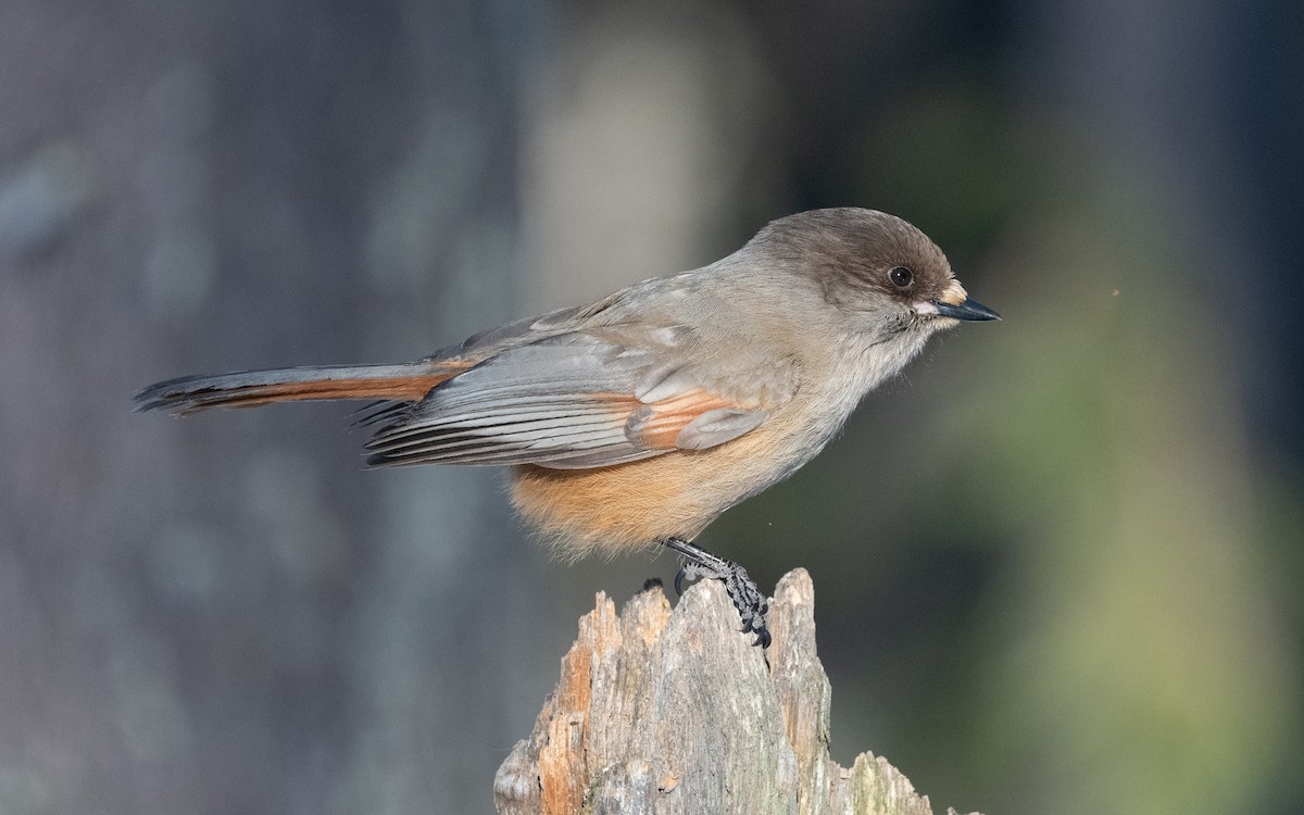 Siberian Jay - ML546663551