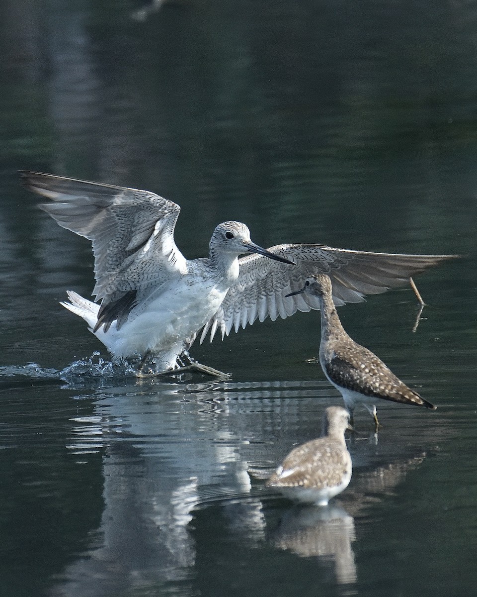 Common Greenshank - Mohan C P