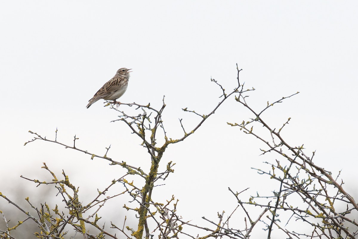 Wood Lark - ML546664481