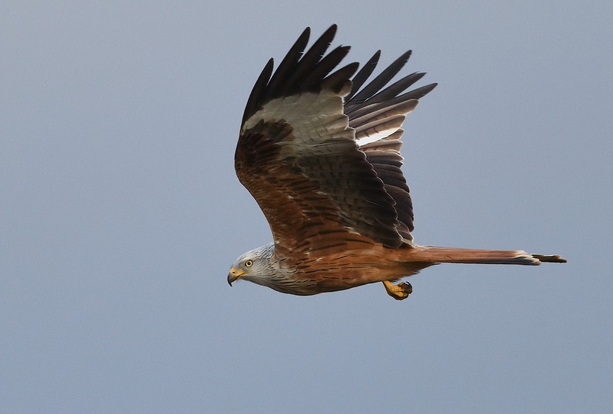 Red Kite - ML546664781