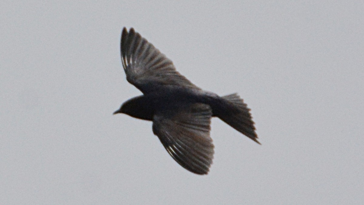 Purple Martin - ML54666481