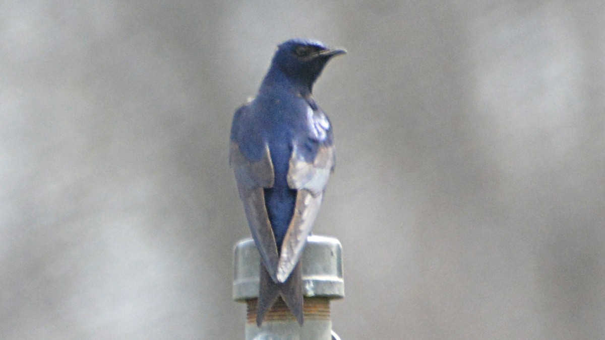 Purple Martin - ML54666491