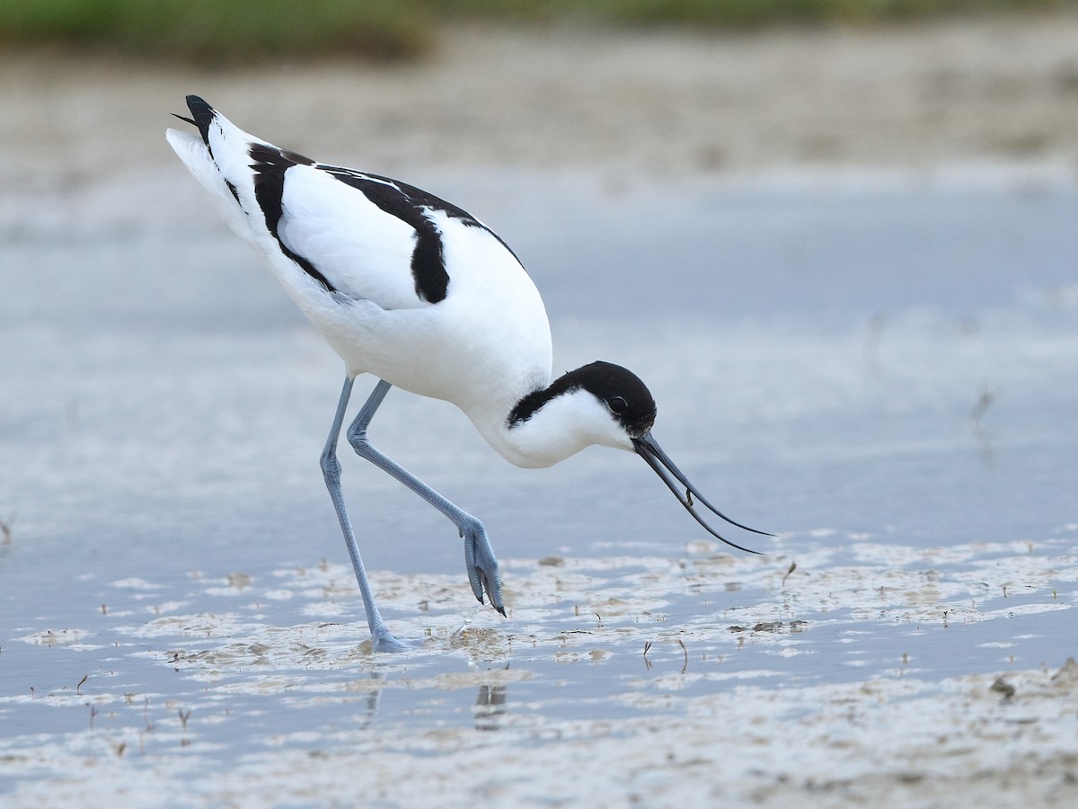 Pied Avocet - Manuel Segura Herrero