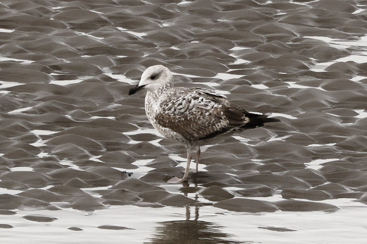 Yellow-legged Gull - ML546665561