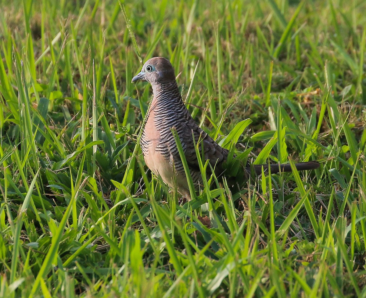 Zebra Dove - ML546665841