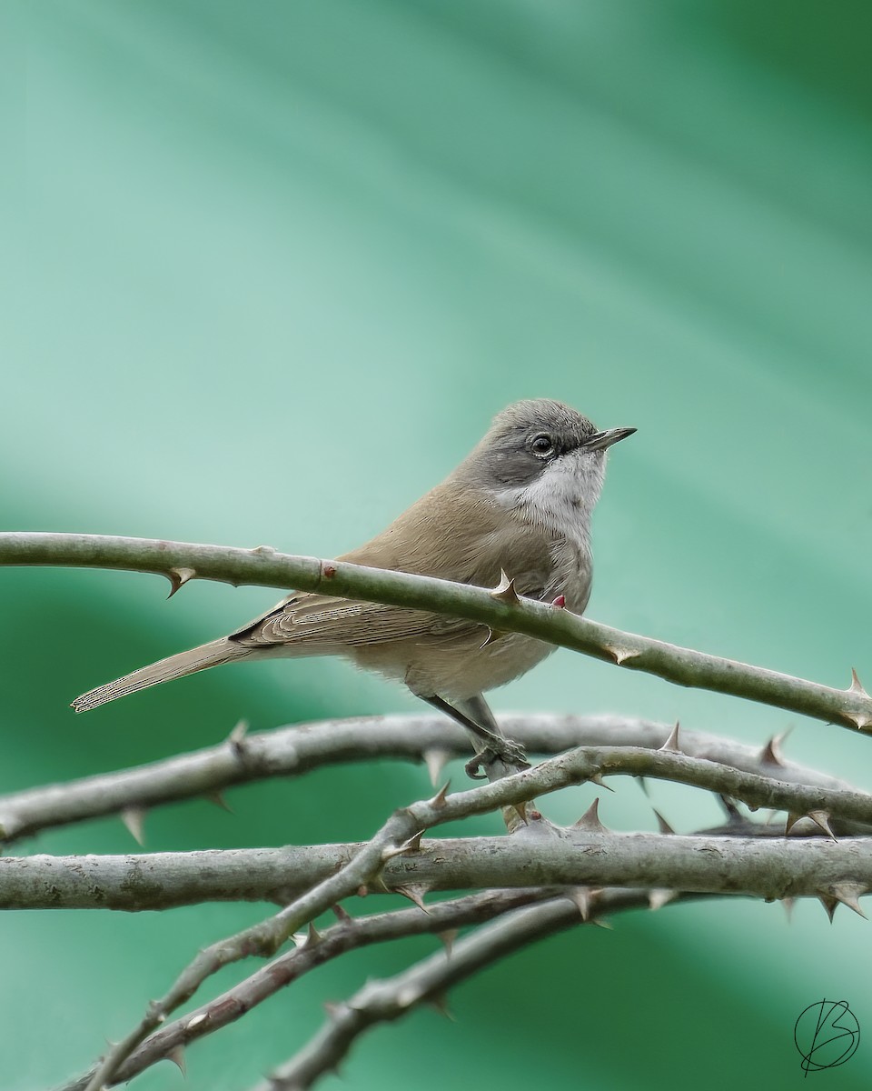 Lesser Whitethroat - arjun basandrai