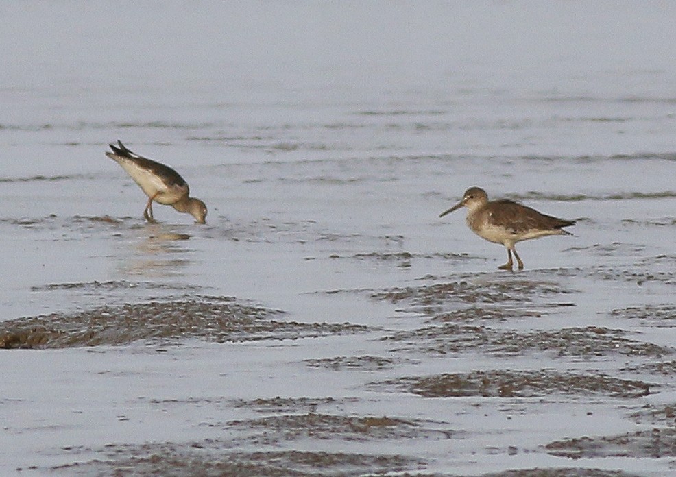 Common Redshank - ML546666461