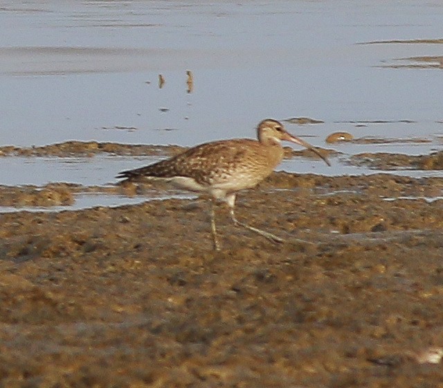 Whimbrel - ML546667081