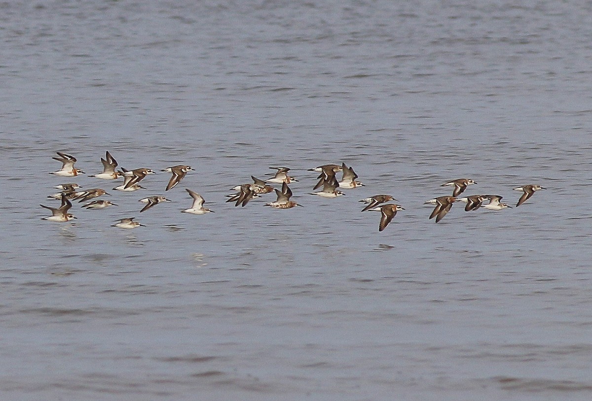 Curlew Sandpiper - ML546667111