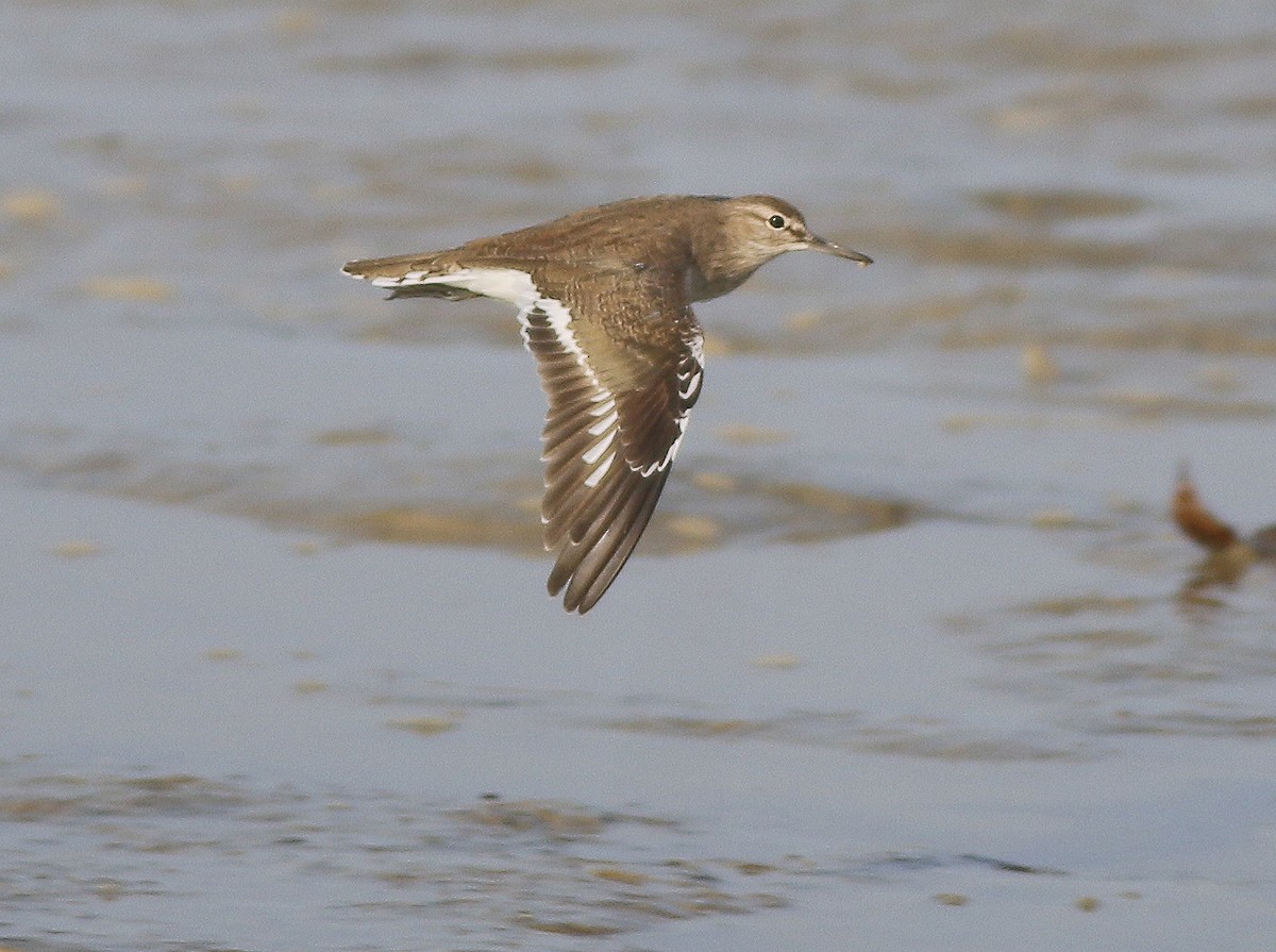 Common Sandpiper - ML546667151