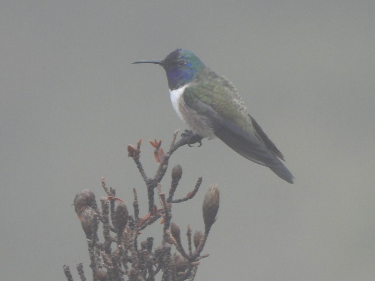 Colibri du Chimborazo - ML546667181