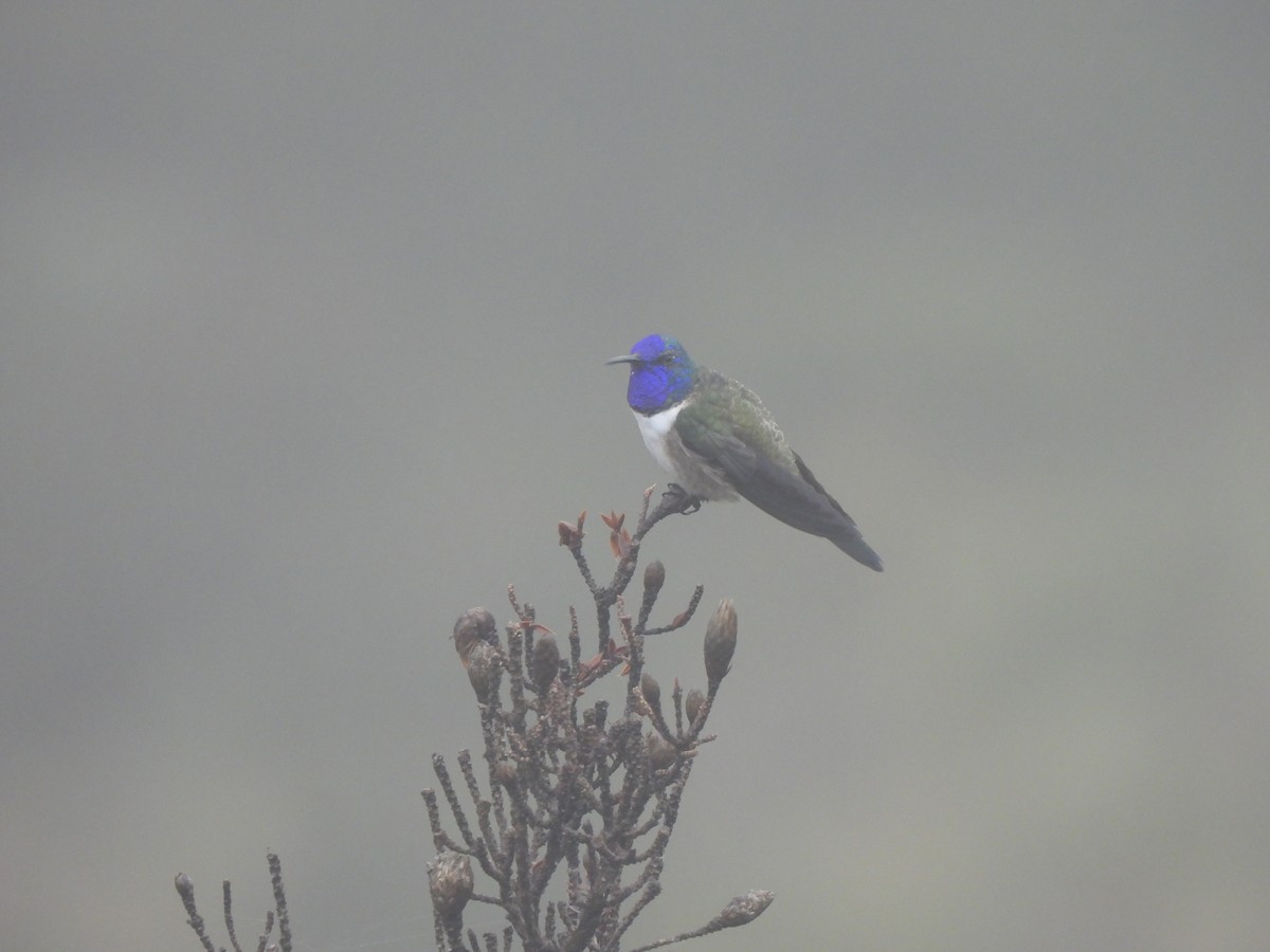 Colibri du Chimborazo - ML546667211