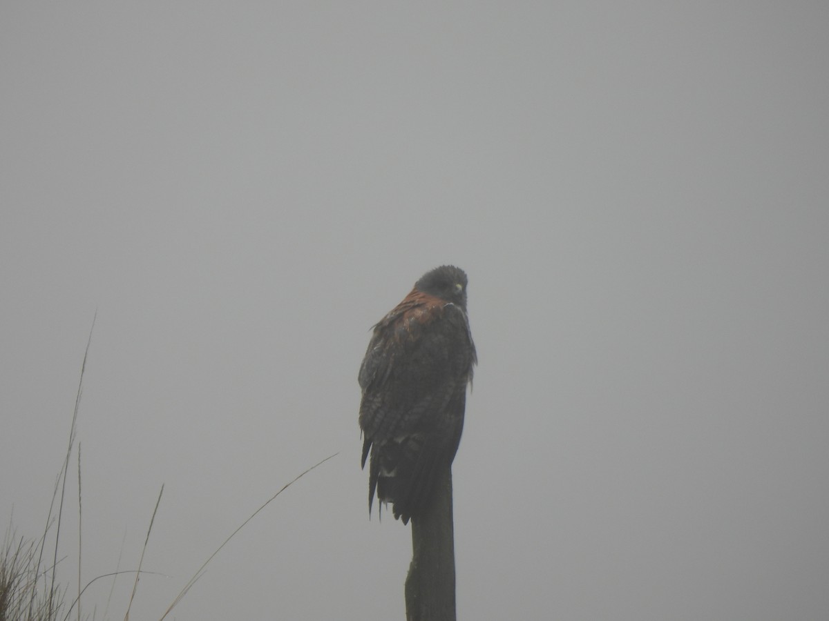 Variable Hawk - Rebecca  Hart