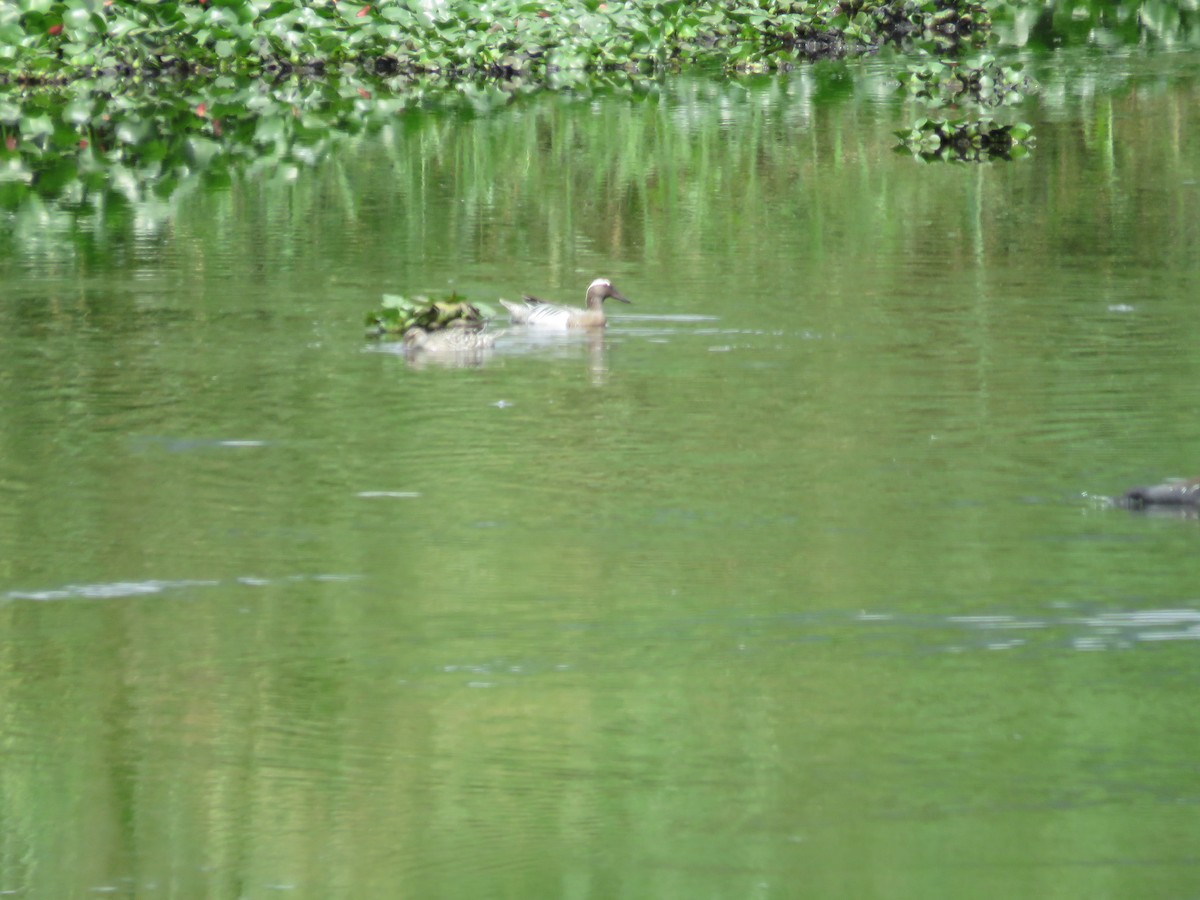 Garganey - ML54666751