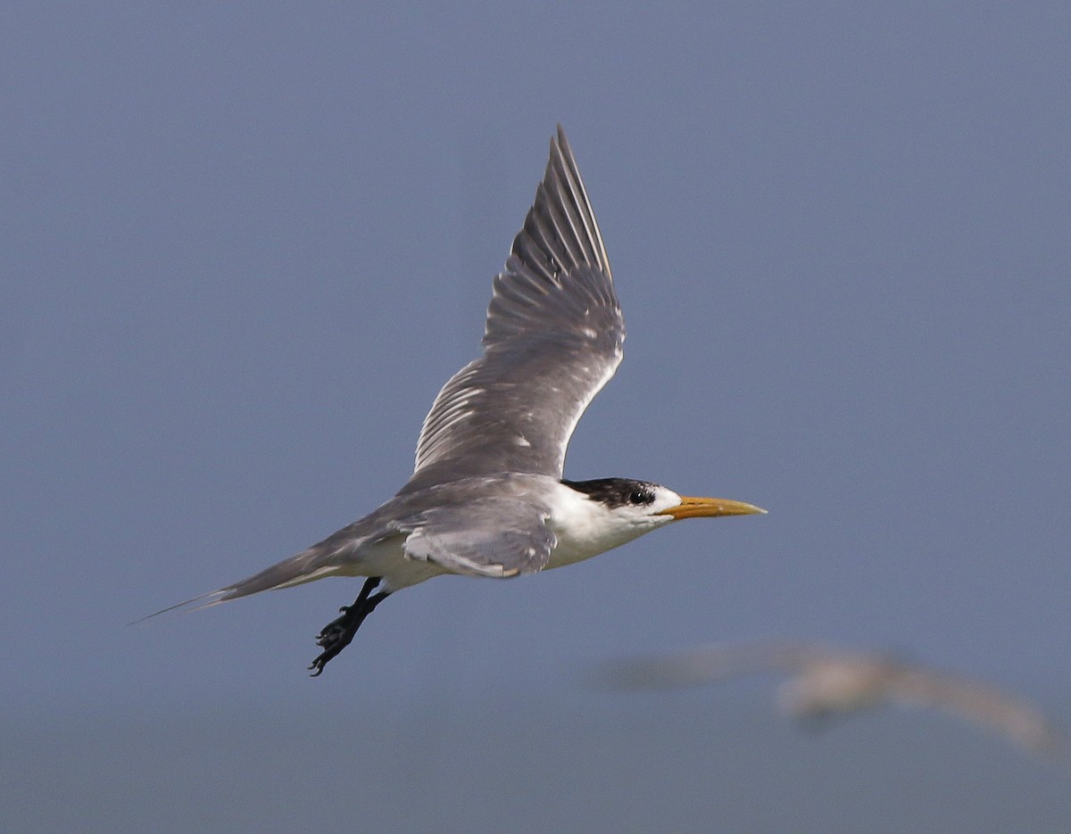 Great Crested Tern - Neoh Hor Kee