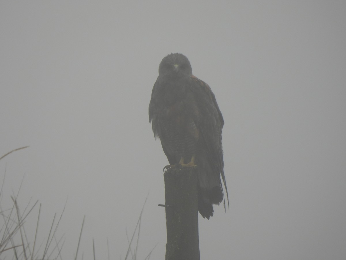 Variable Hawk - Rebecca  Hart