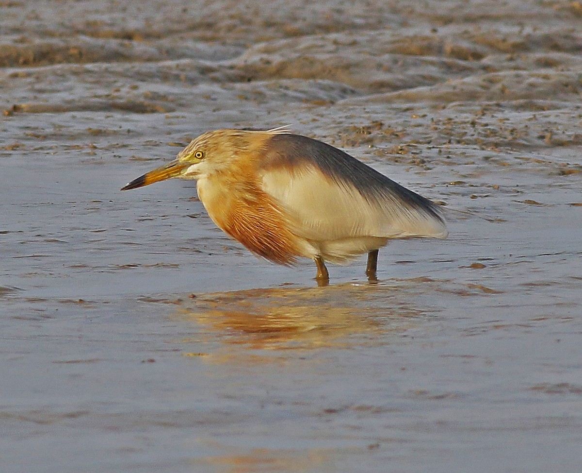 Javan Pond-Heron - ML546668131