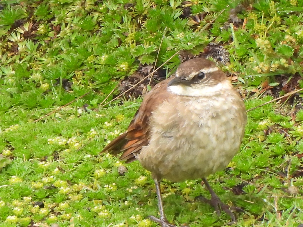 Stout-billed Cinclodes - Rebecca  Hart