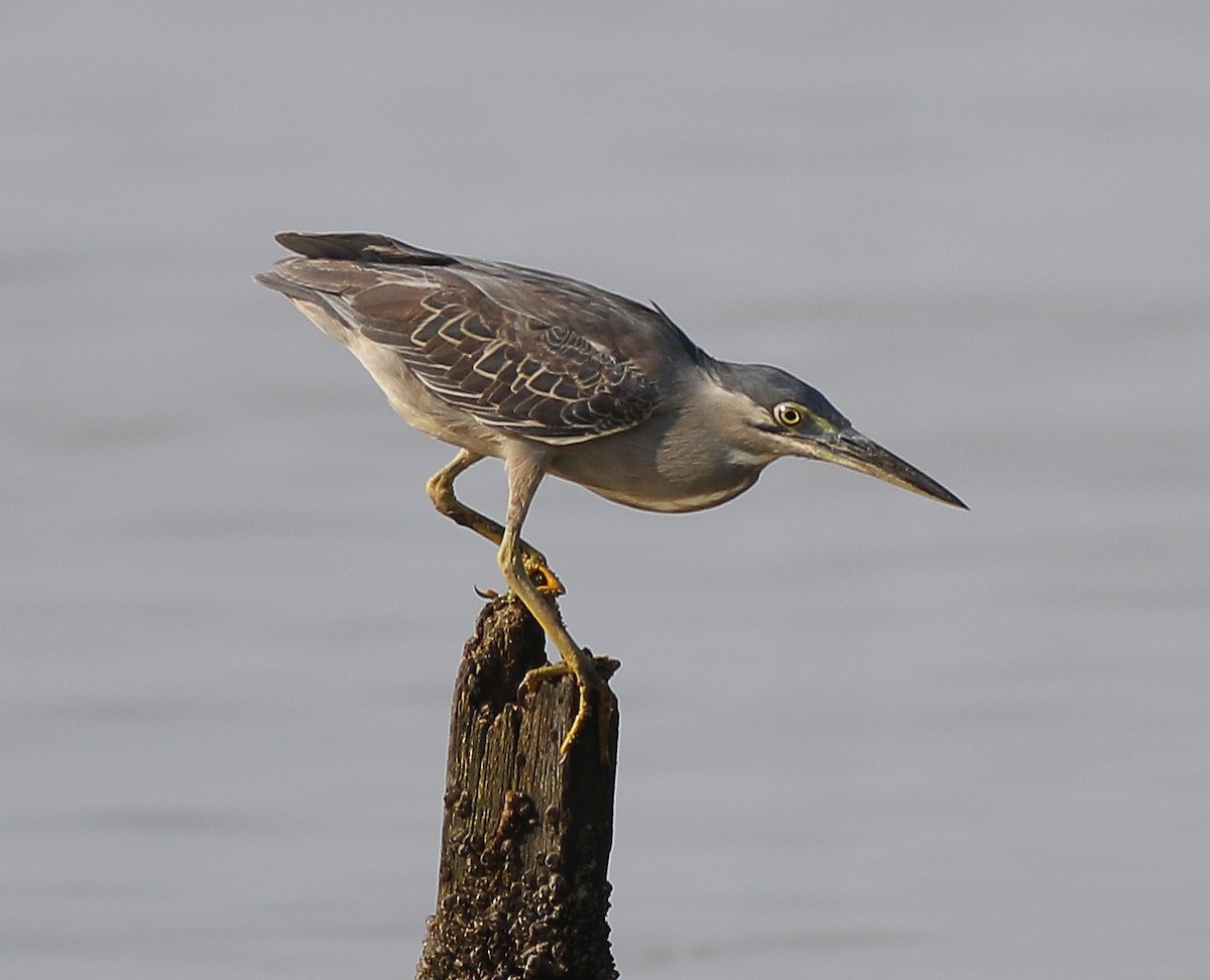 Striated Heron - ML546668181