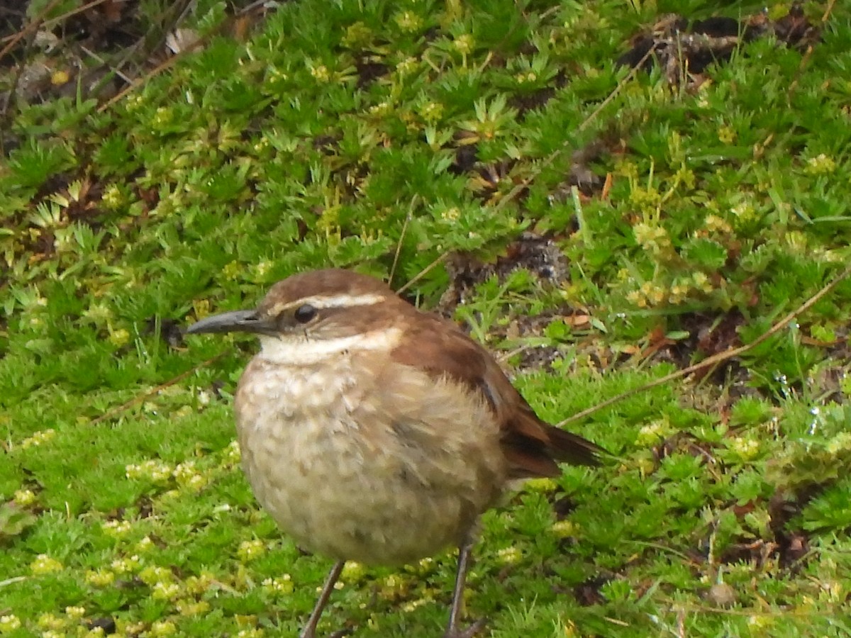 Stout-billed Cinclodes - Rebecca  Hart