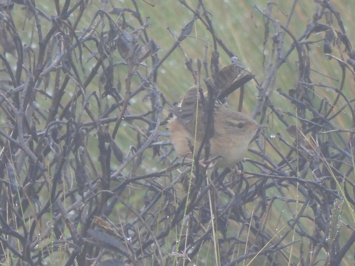 Grass Wren - Rebecca  Hart