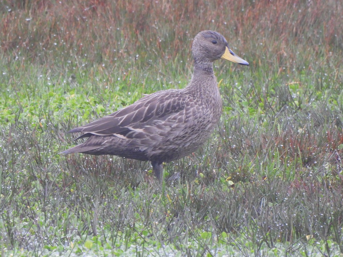 Yellow-billed Pintail - ML546668691