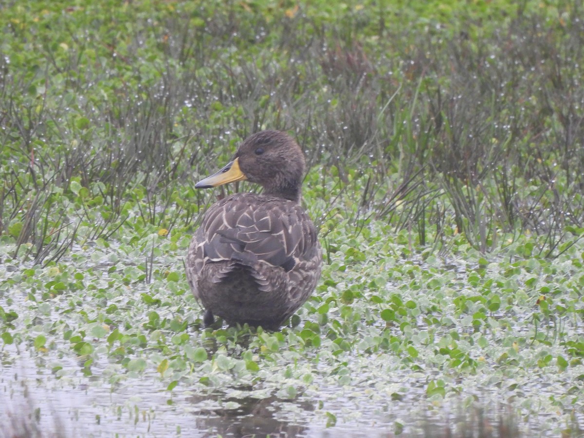 Yellow-billed Pintail - ML546668771